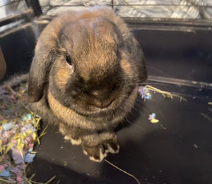 Meet your Posher, Bunny